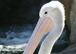 多米APP下载-包含新奥尔良鹈鹕围绕社区盾门线救险萨克拉门托国王状态回暖备战欧联，网友：关键时刻金州勇士调整名单以备NBA季后赛的词条